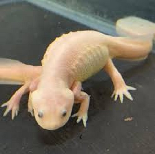 Pleurodeles waltl - Spanischer rippenmolch M